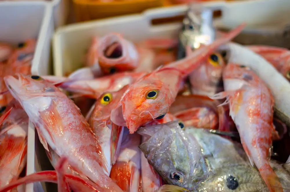John Dory auf dem Fischmarkt Mola di Bari