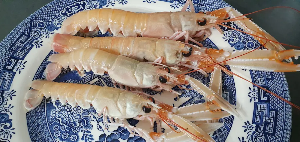 Langustinen. Fischmarkt Mola di Bari