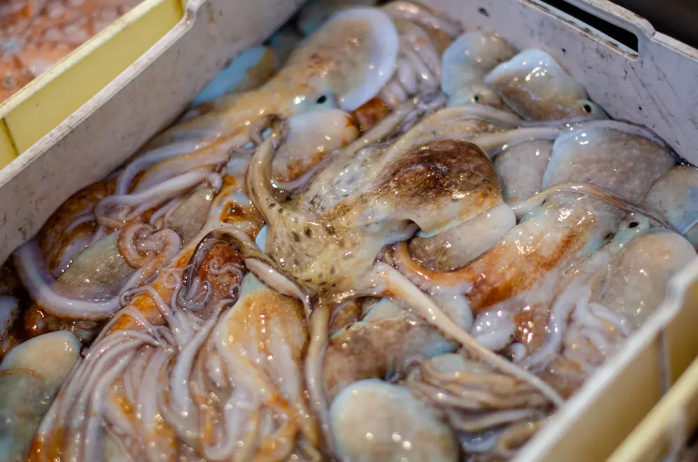 Oktopus