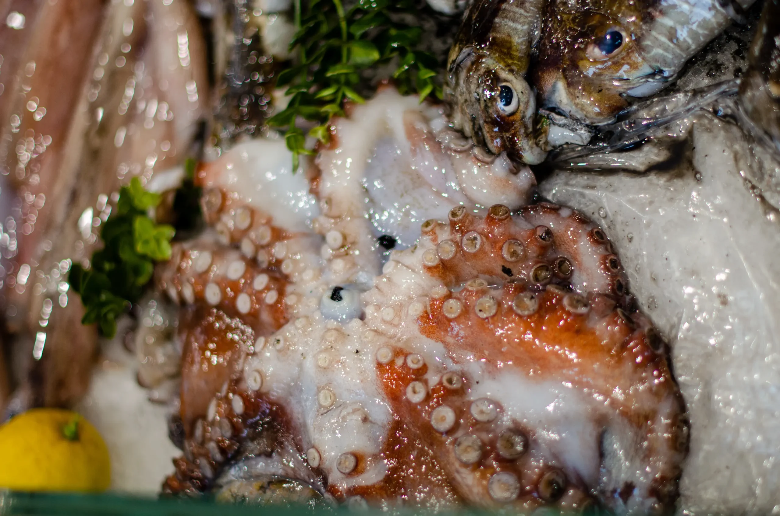 Gefrorenen Oktopus zubereiten: Grillen oder in der Pfanne braten