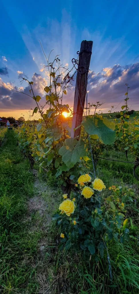 Sommerach Weinfest
