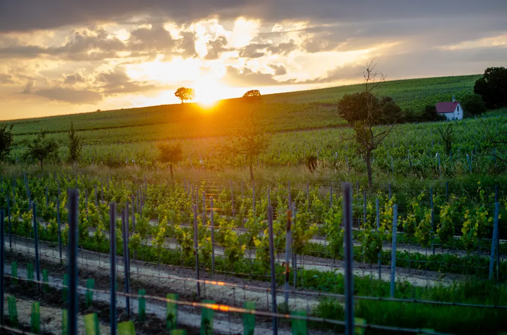 Sommerach Weinfest 2024
