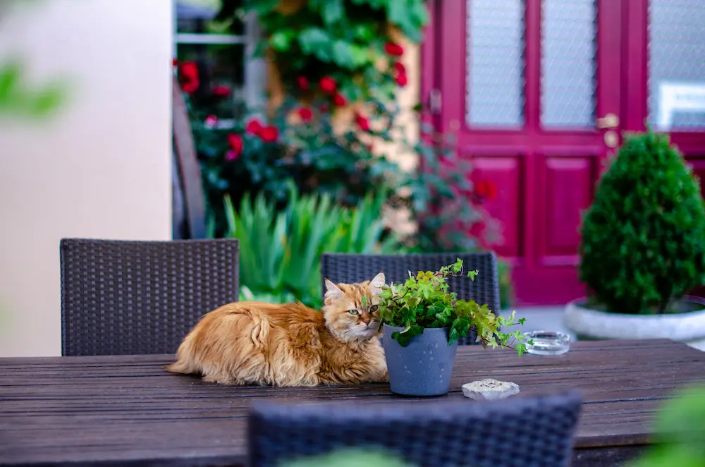 Kater in Sommerach