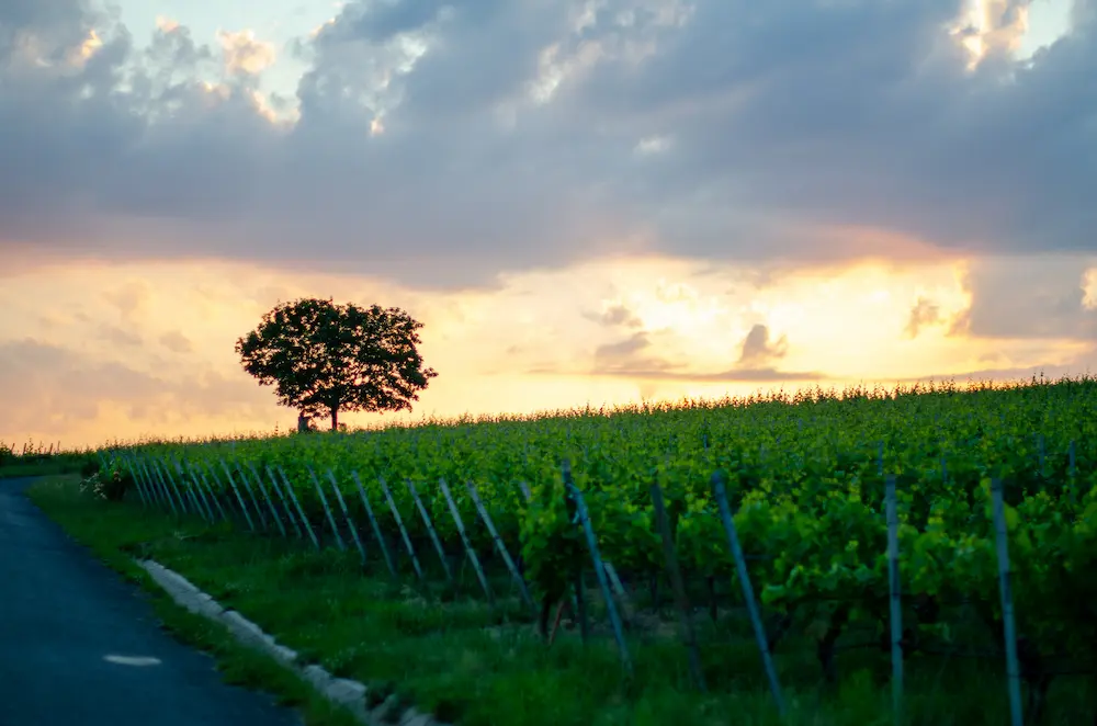 Sommerach Weinfest Programm